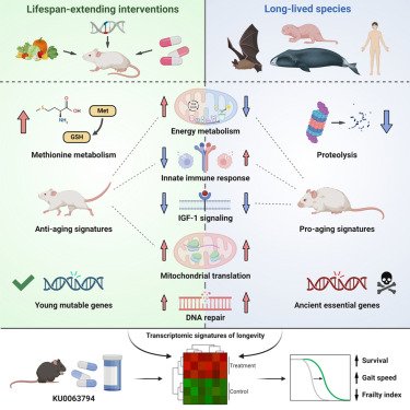 MB As A Tool For Healthy Lifespan Extension