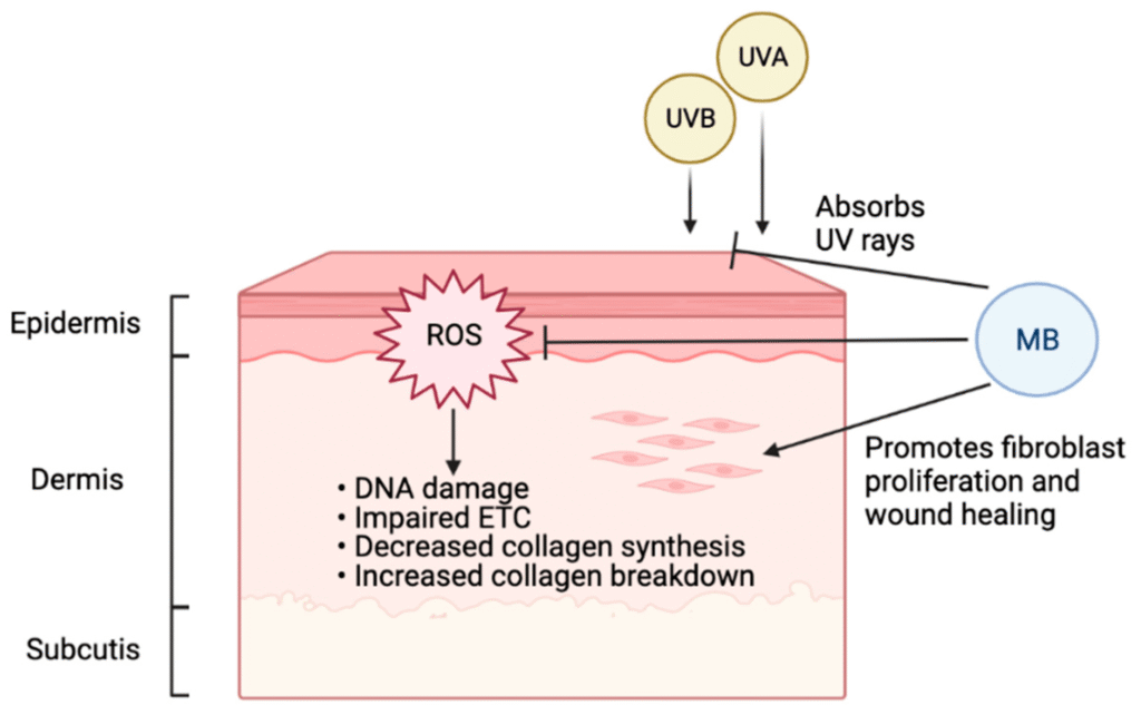 How Methylene Blue Affects Mitochondrial Health