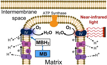 How Methylene Blue Affects Mitochondrial Health