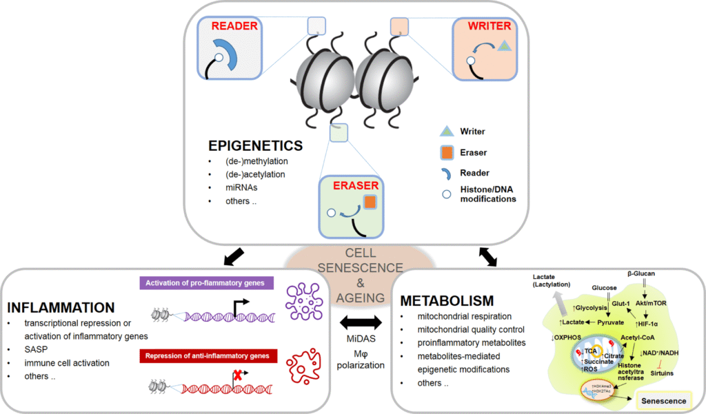 MB And Methylation Pathways In Aging