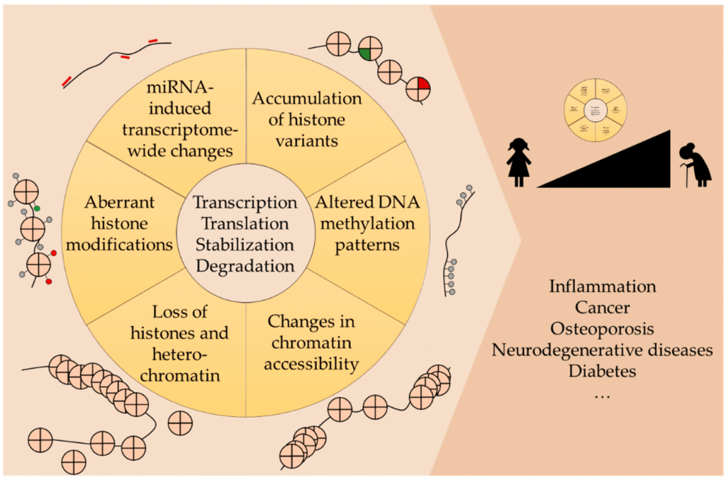 MB And Methylation Pathways In Aging