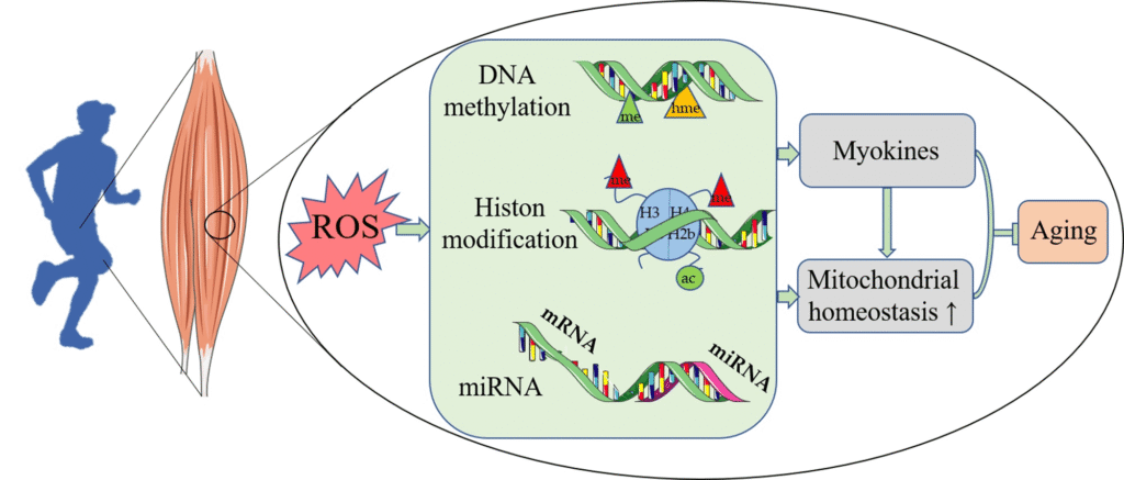 MB And Methylation Pathways In Aging